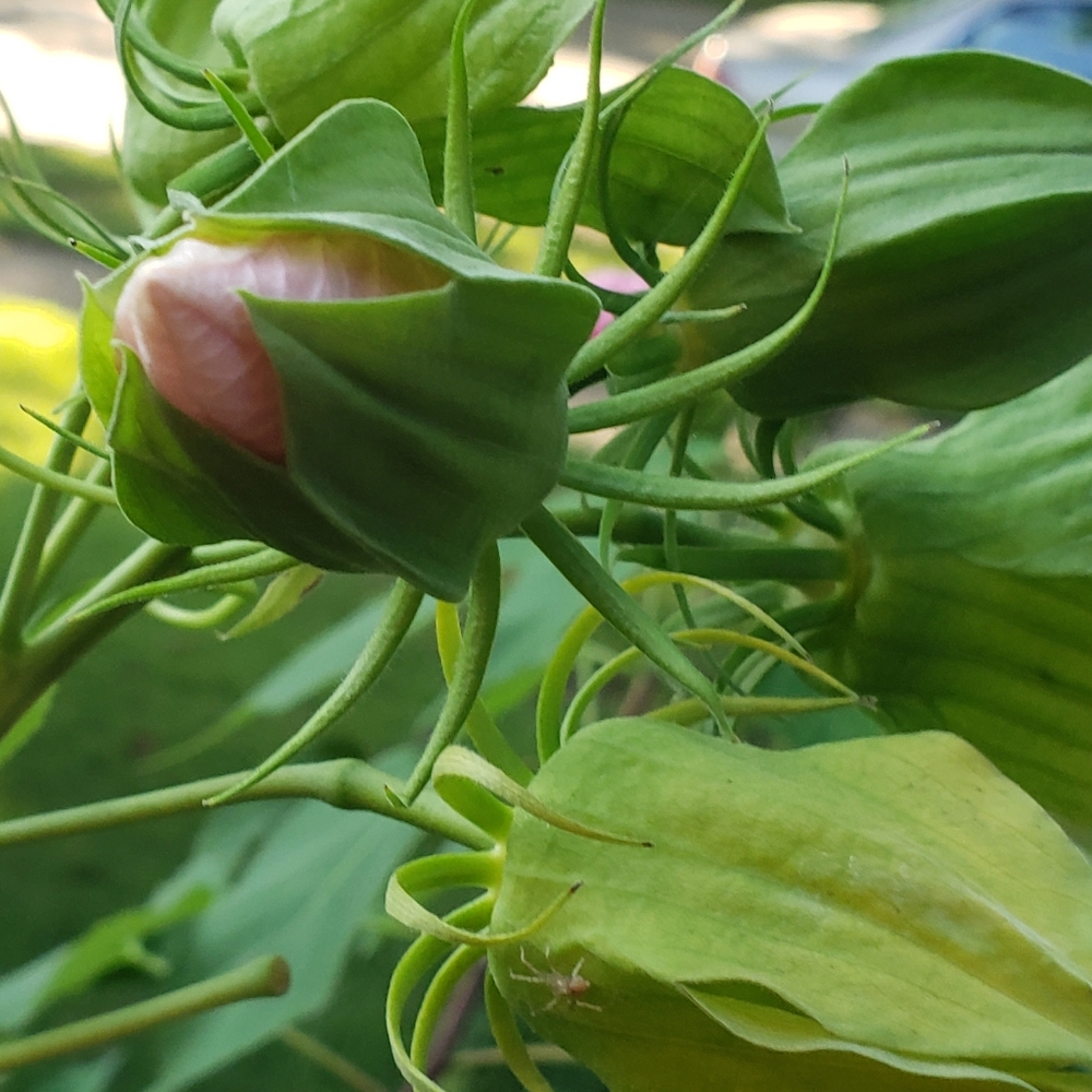 Meet your Posher, Jane